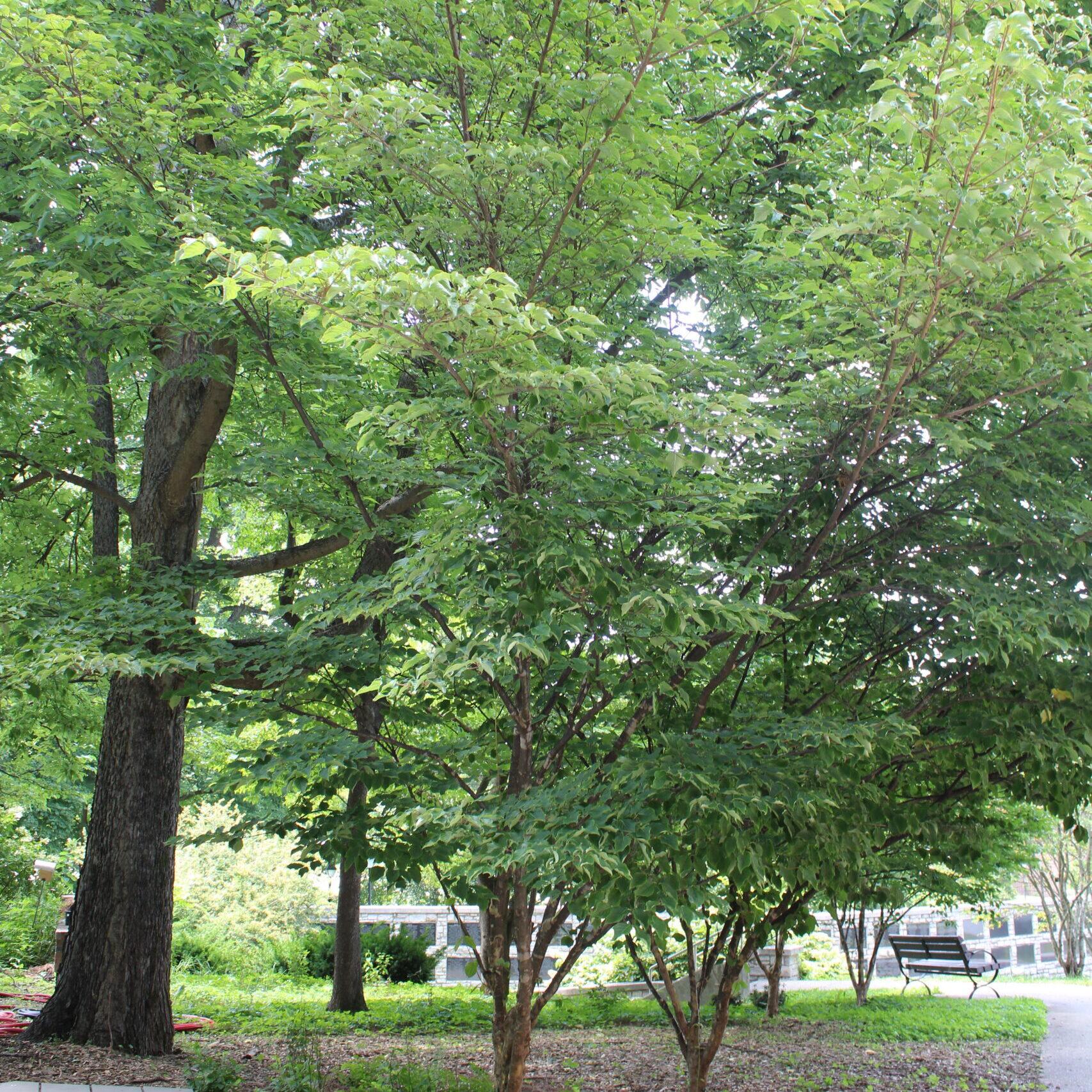 A single Kousa Dogwood (Cornus kousa) tree covered in bright, green leaves.